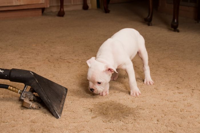 Carpet odor removal in Dallas by Quality Swan Cleaning Services